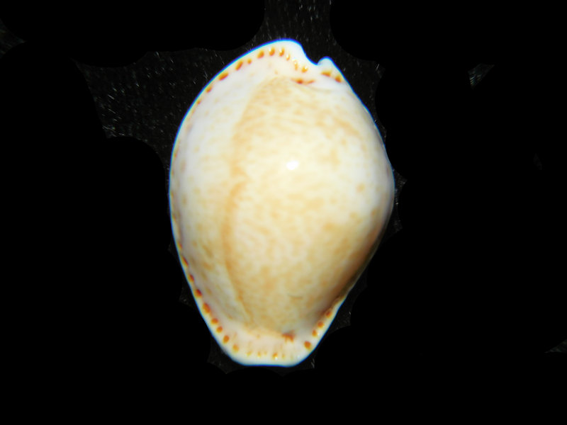 (image for) Naria acicularis 1 1/8” or 27.42mm. "Large" LOT#901311JB