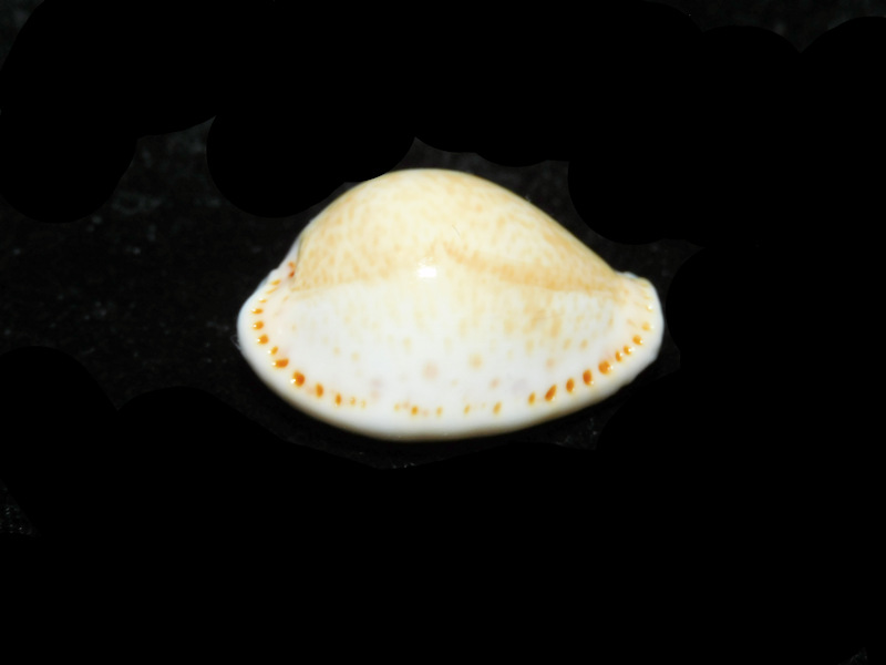 Naria acicularis 1 1/8” or 27.42mm. "Large" LOT#901311JB