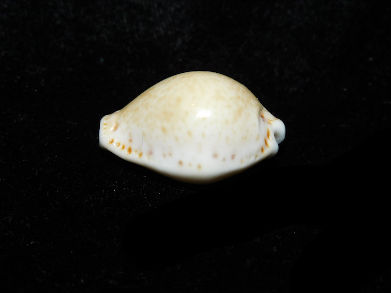 Naria acicularis 1 1/8” or 27.42mm. "Large" LOT#901311JB