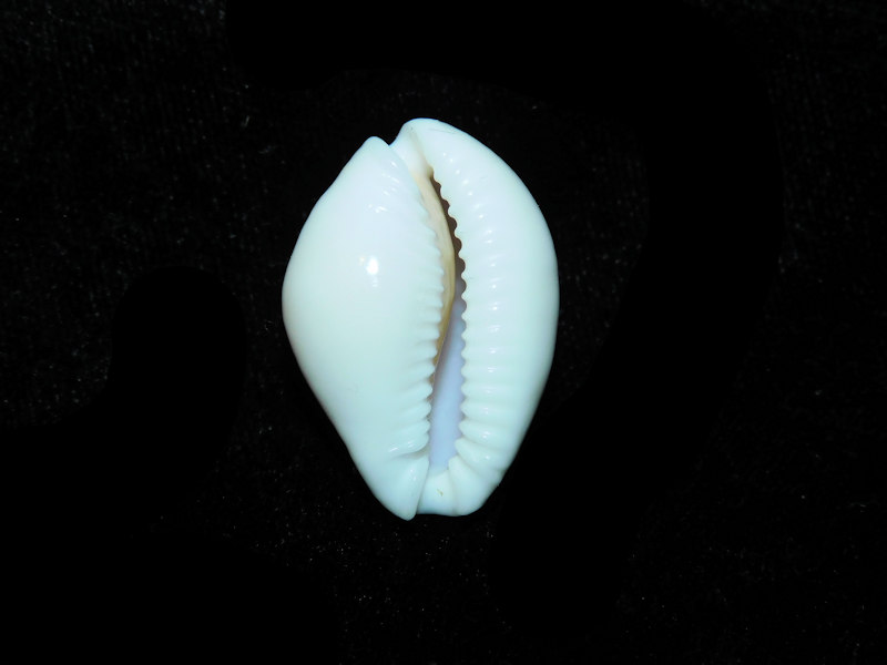 Modal Additional Images for Naria acicularis 1 1/8” or 27.42mm. "Large" LOT#901311JB