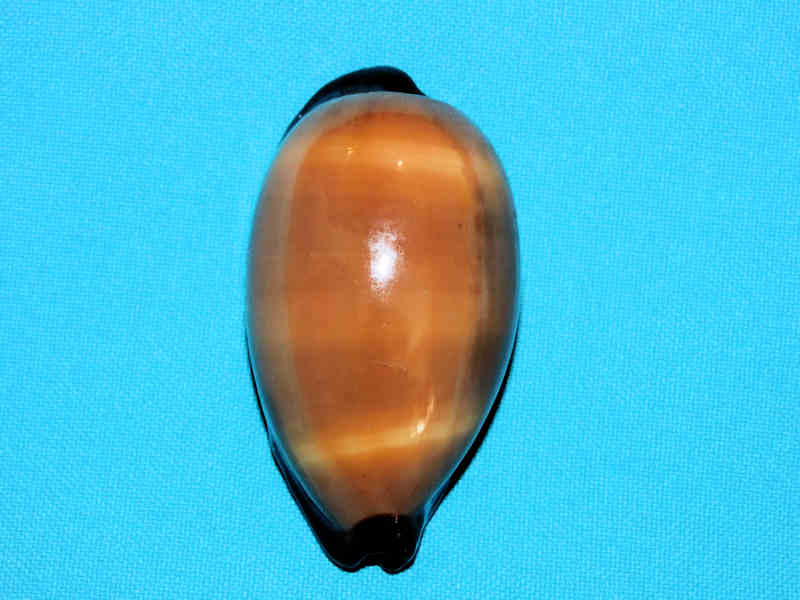 (image for) Talparia exusta 2 5/8” or 65.24mm.Djibouti Lot#901217JB