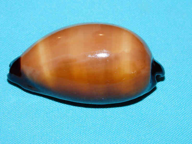 Talparia exusta 2 5/8” or 65.24mm.Djibouti Lot#901217JB