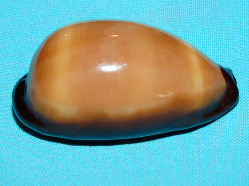 Talparia exusta 2 5/8” or 65.24mm.Djibouti Lot#901217JB