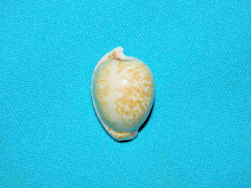 (image for) Cypraeovula algoensis 1” or 26.74mm "Old Collection" Lot#901278JB