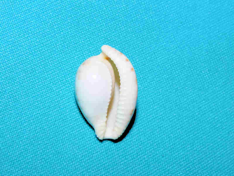 Modal Additional Images for Cypraeovula algoensis 1” or 26.74mm "Old Collection" Lot#901278JB