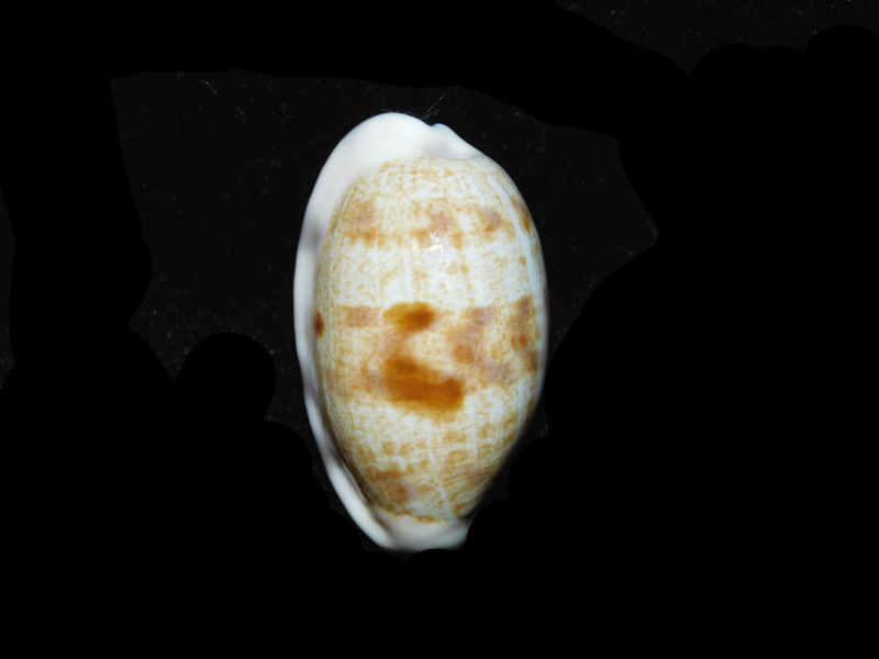 (image for) Talostolida pelluscens alisonae 1 5/8” or 36.96mm."Giant & Superb" LOT#901260JB