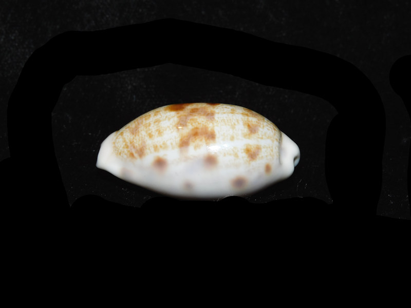 Talostolida pelluscens alisonae 1 5/8” or 36.96mm."Giant & Superb" LOT#901260JB