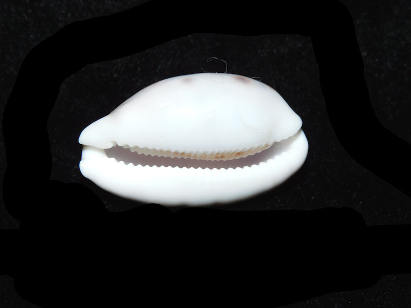 Modal Additional Images for Talostolida pelluscens alisonae 1 5/8” or 36.96mm."Giant & Superb" LOT#901260JB