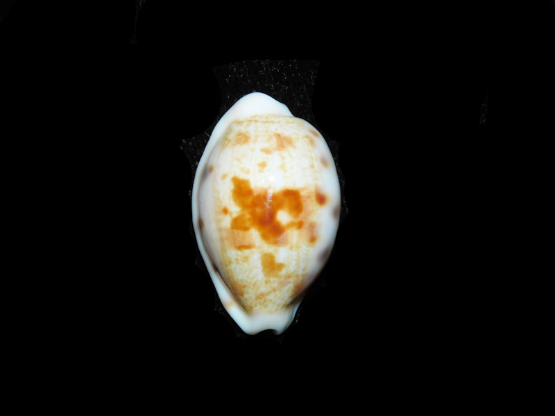 (image for) Talostolida pelluscens alisonae 1 1/8” or 27.40mm "Oahu, Hawaii" LOT#901323JB