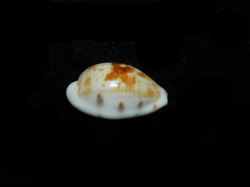 Talostolida pelluscens alisonae 1 1/8” or 27.40mm "Oahu, Hawaii" LOT#901323JB