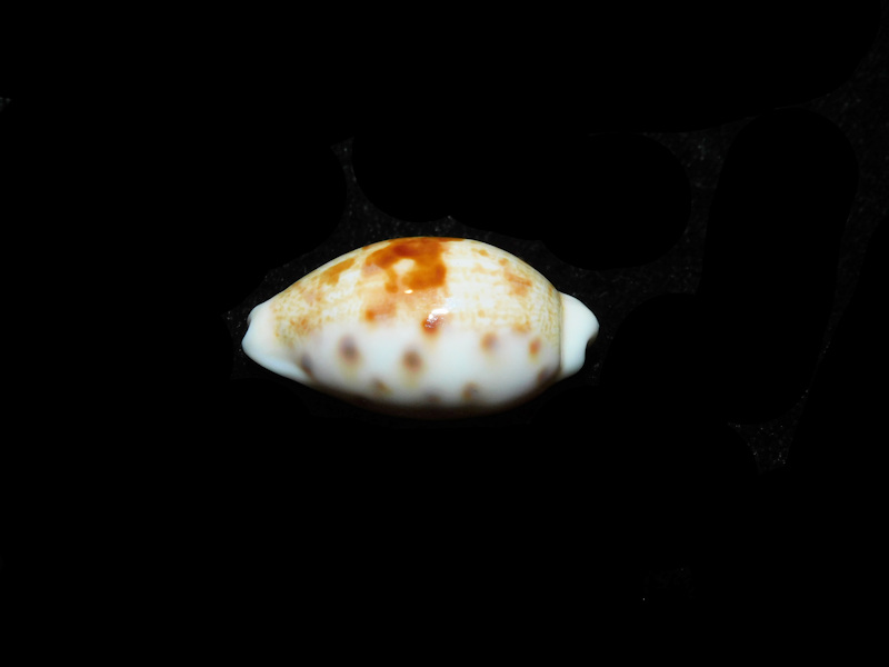 Talostolida pelluscens alisonae 1 1/8” or 27.40mm "Oahu, Hawaii" LOT#901323JB
