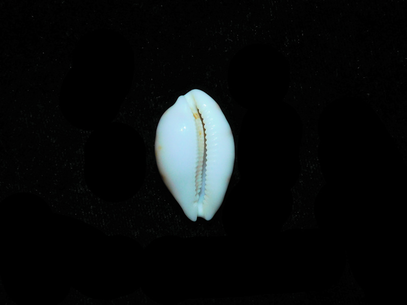 Modal Additional Images for Talostolida pelluscens alisonae 1 1/8” or 27.40mm "Oahu, Hawaii" LOT#901323JB