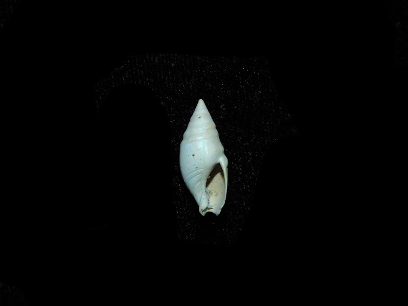 Ancilla chipolana 18.36mm."Farley Creek Miocene" #17812