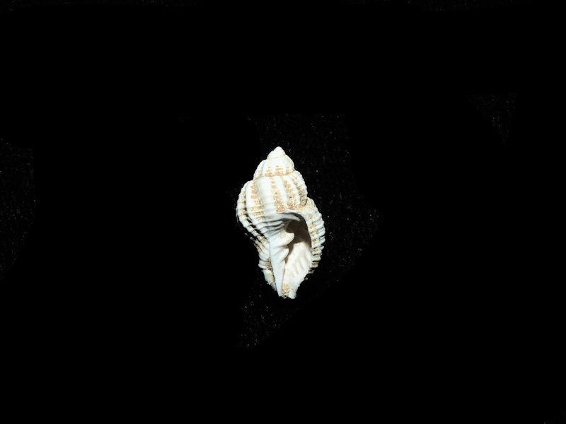 Cancellaria ancycla 15.78mm. "Very Rare Miocene" #17813