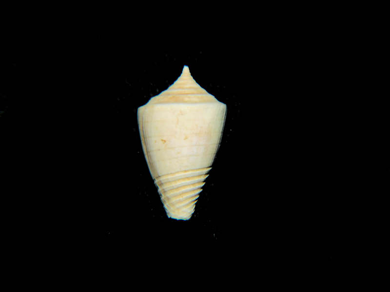 Conus aneuretos 14.61mm."Rare Forley Creek Chipola" Lot#17904 (image for) Conus aneuretos 14.61mm."Rare Forley Creek Chipola" Lot#17904