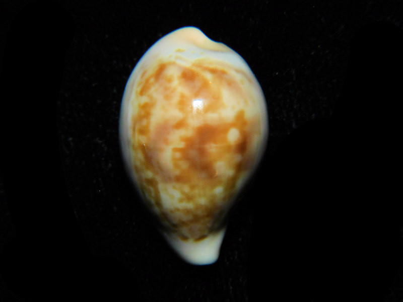 (image for) Zonaria angelicae 23.54mm."RARE Specimen" LOT#901221JB