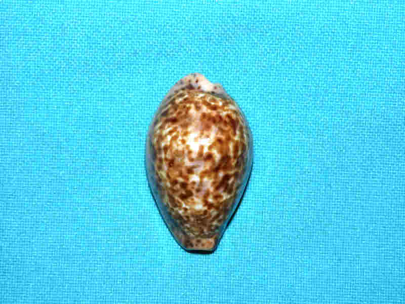 (image for) Pseudozonaria annetae 1 5/8” or 38.17mm. "Dark & Superb" LOT# 901285JB