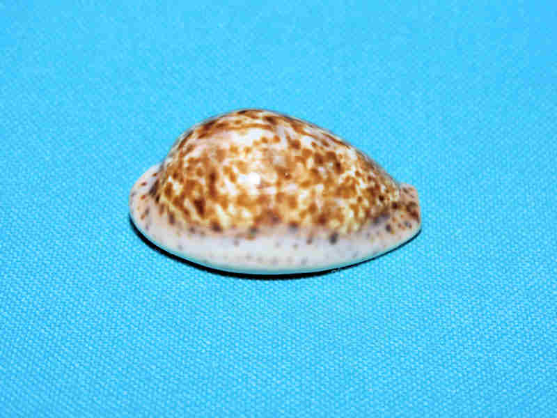 Pseudozonaria annetae 1 5/8” or 38.17mm. "Dark & Superb" LOT# 901285JB