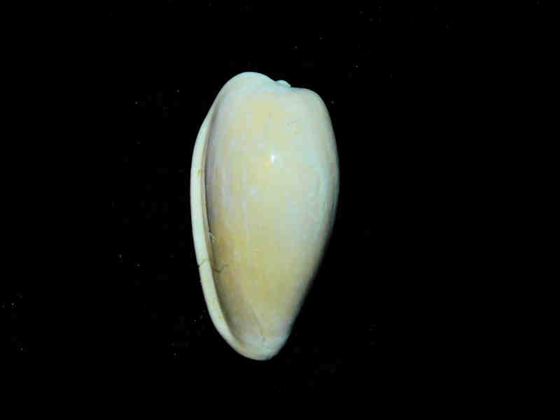 (image for) Bullata antiqua 1 5/8” or 40.99mm."Rare" Lot#17880
