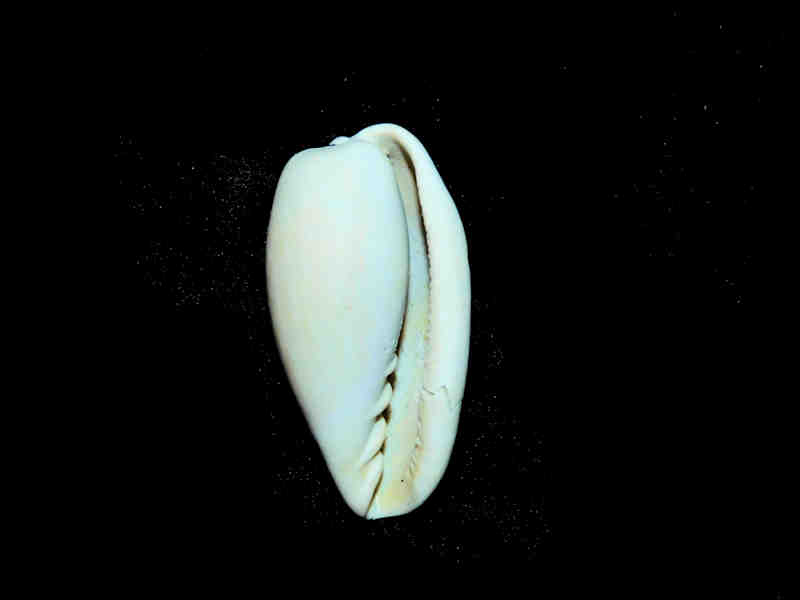 Modal Additional Images for Bullata antiqua 1 5/8” or 40.99mm."Rare" Lot#17880