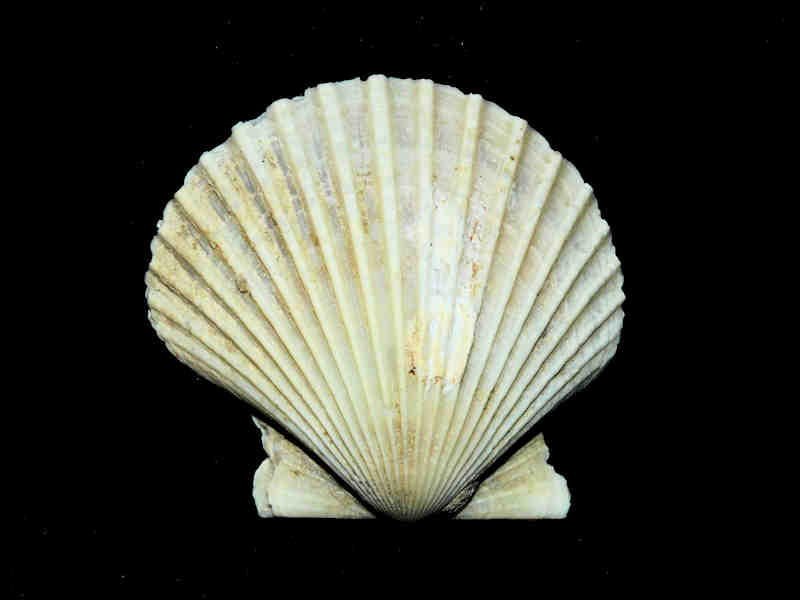 (image for) Argopecten evergladesensis 2 1/8” or 52.36mm."Super Giant" Lot#17875