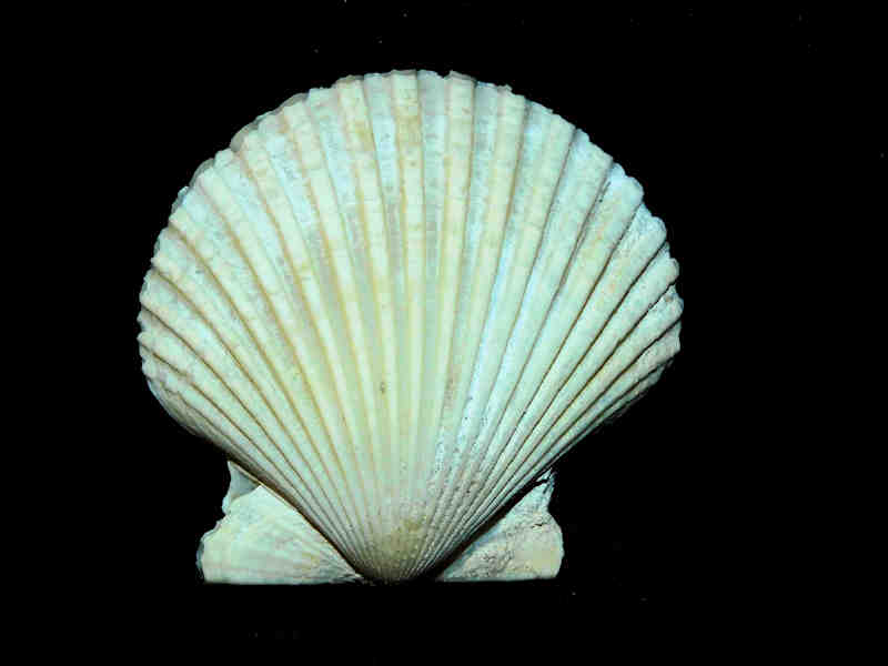 Argopecten evergladesensis 2 1/8” or 52.36mm."Super Giant" Lot#17875