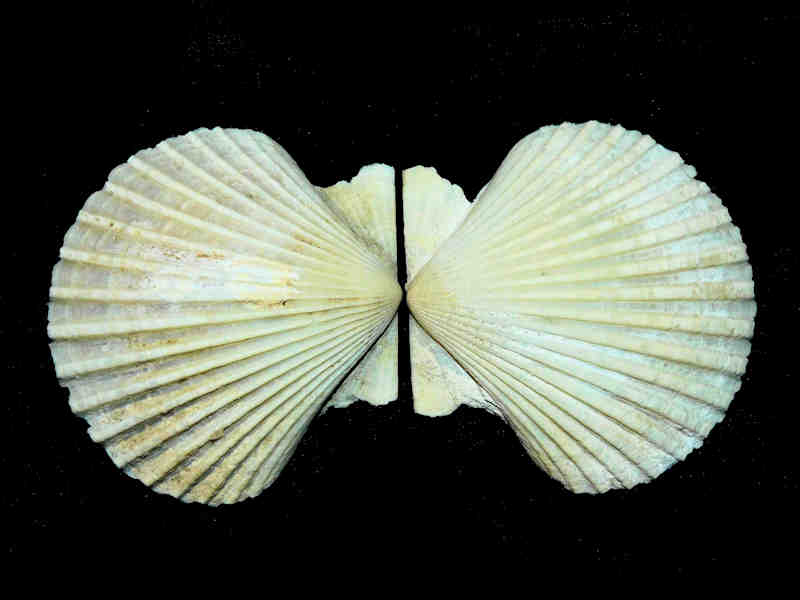 Modal Additional Images for Argopecten evergladesensis 2 1/8” or 52.36mm."Super Giant" Lot#17875