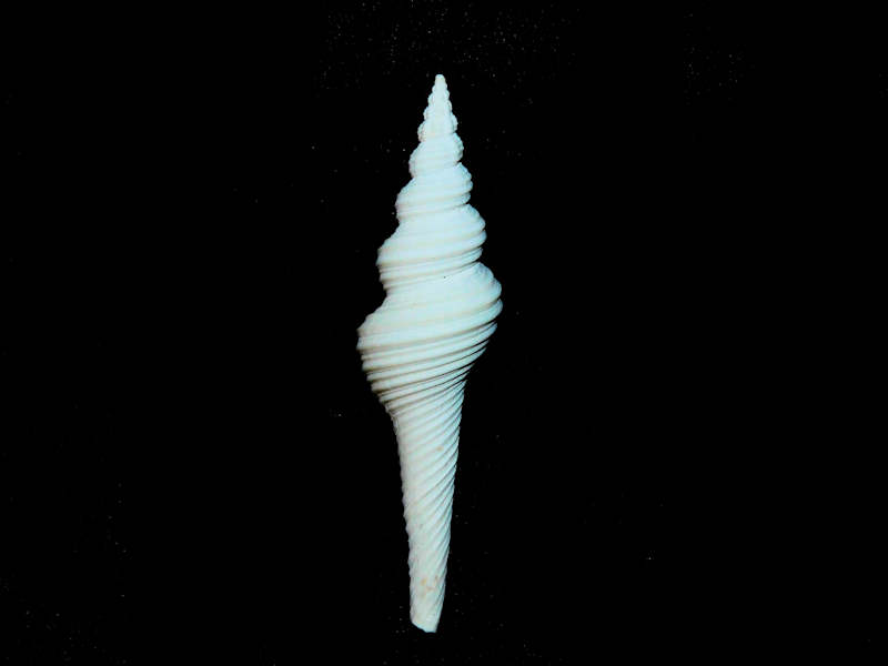 (image for) Aristofusus watermani 2 ½” or 60.55mm. Star Ranch Quarry Lot#17912