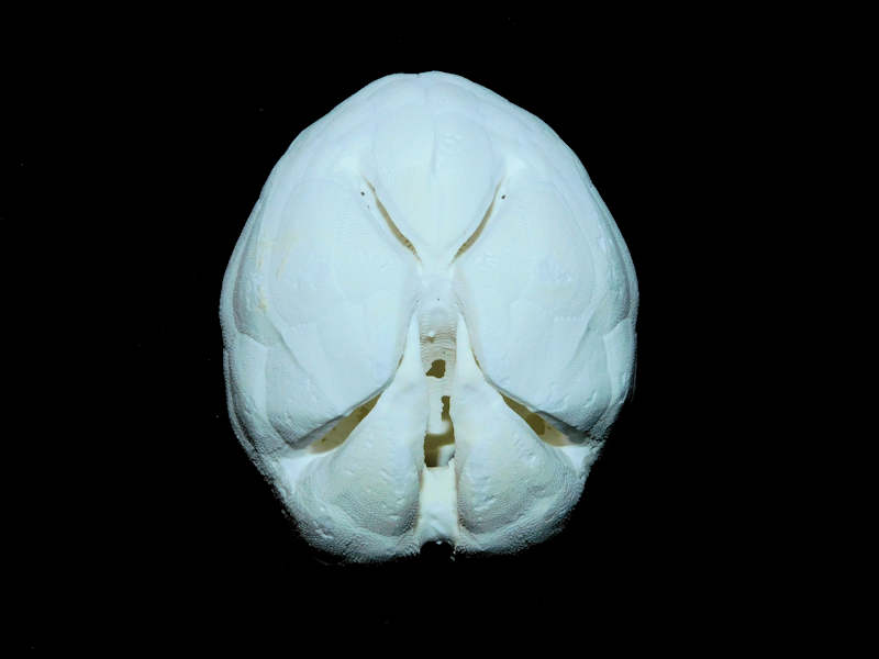 (image for) Moira Atropos 2 3/8” or 59.61mm. "Sanibel Island" Lot# 17891