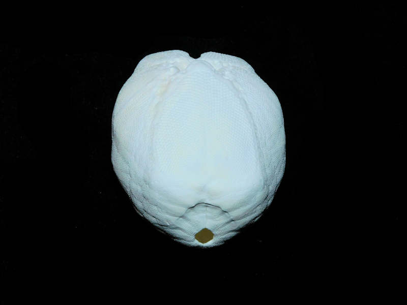 Modal Additional Images for Moira Atropos 2 3/8” or 59.61mm. "Sanibel Island" Lot# 17891