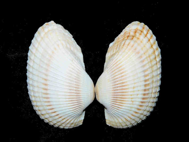 (image for) Anadara lienosa 3 1/8" or 78.84mm. "Brantley Pit"Lot#17883