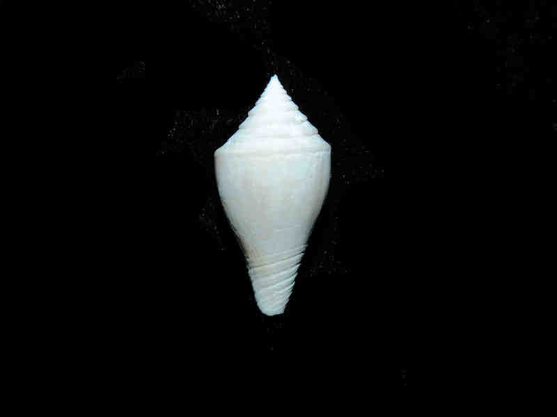 (image for) Gradiconus bartoni 23.28mm. "Rare Golden Gate Conus" Lot#17885