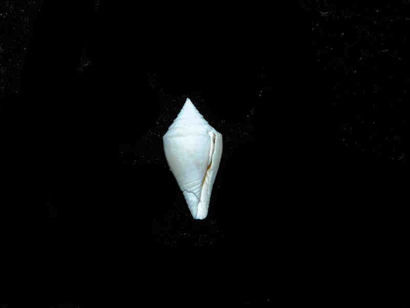 Gradiconus bartoni 23.28mm. "Rare Golden Gate Conus" Lot#17885