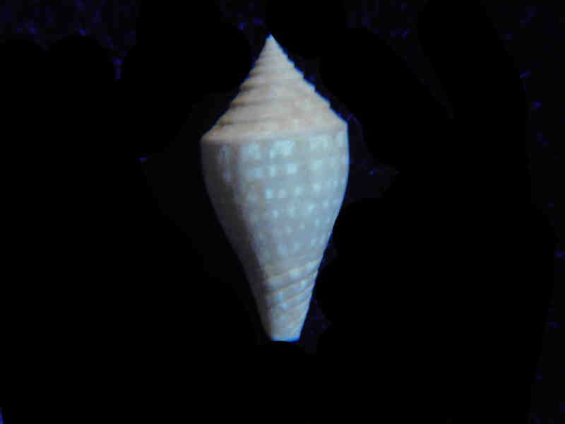 Modal Additional Images for Gradiconus bartoni 23.28mm. "Rare Golden Gate Conus" Lot#17885