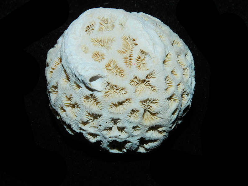 Barysmilia intermedia 1 7/8” or 46.77mm."Rare Fossil Coral" Lot#17920 (image for) Barysmilia intermedia 1 7/8” or 46.77mm."Rare Fossil Coral" Lot#17920