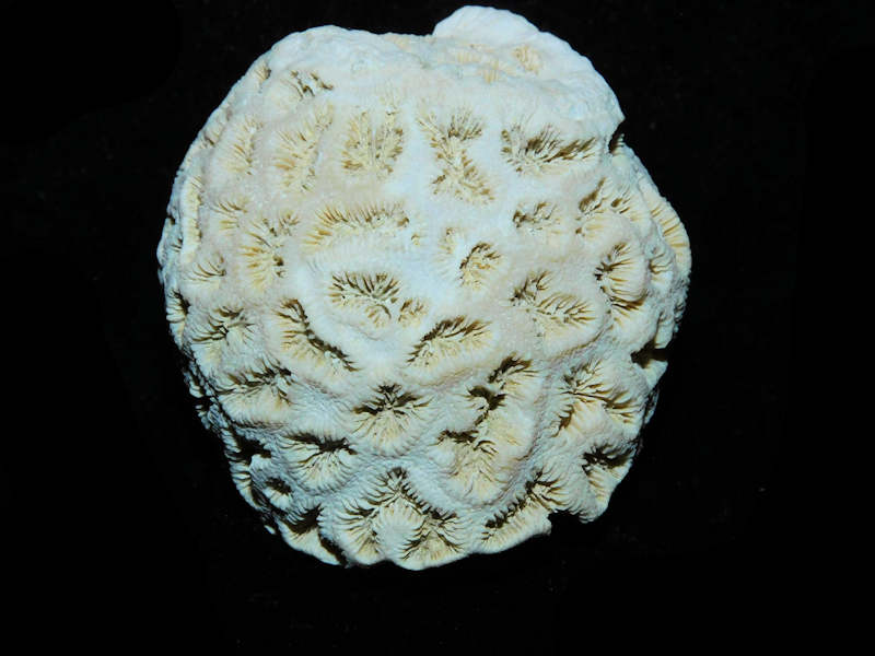 Barysmilia intermedia 1 7/8” or 46.77mm."Rare Fossil Coral" Lot#17920