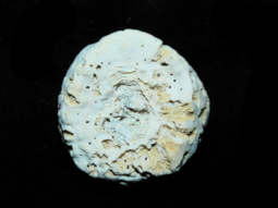 Modal Additional Images for Barysmilia intermedia 1 7/8” or 46.77mm."Rare Fossil Coral" Lot#17920