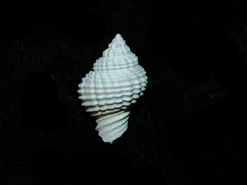 (image for) Solenosteira (Hanetia) mulepenensis 1” or 26.10mm. "Golden Gate"Lot#17867