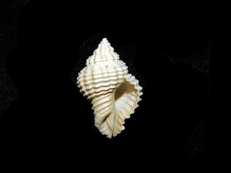 Modal Additional Images for Solenosteira (Hanetia) mulepenensis 1” or 26.10mm. "Golden Gate"Lot#17867