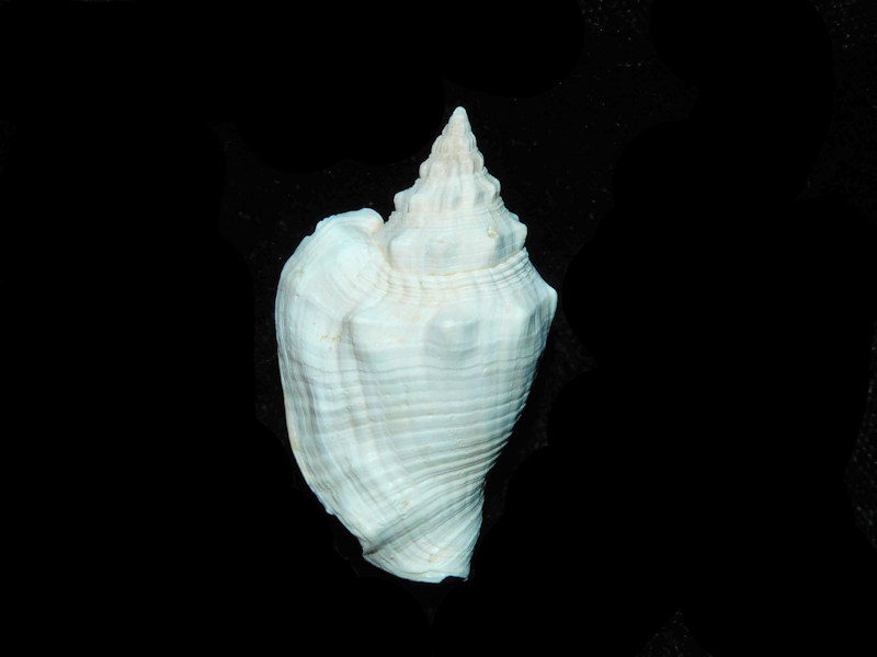 (image for) Persististrombus aldrichi 1 5/8” or 39.83mm "Superb Fossil" LOT#700986G