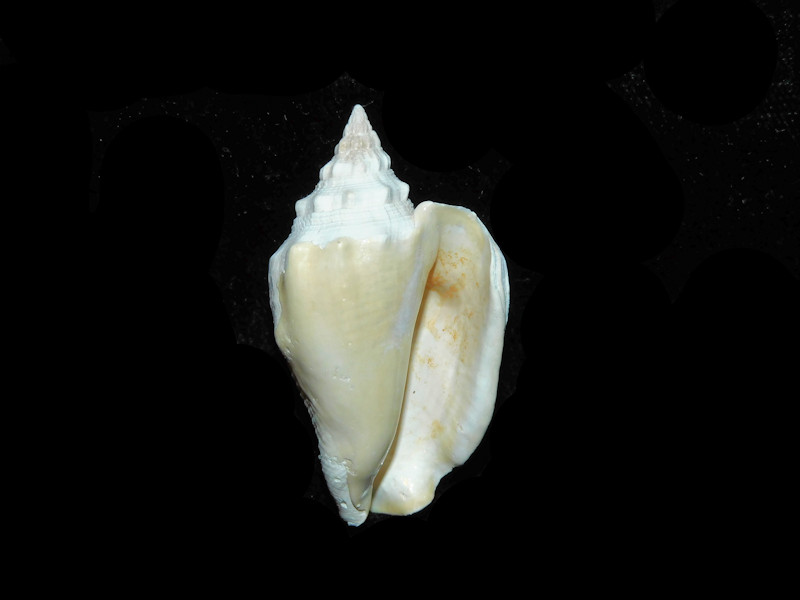 Modal Additional Images for Persististrombus aldrichi 1 5/8” or 39.83mm "Superb Fossil" LOT#700986G