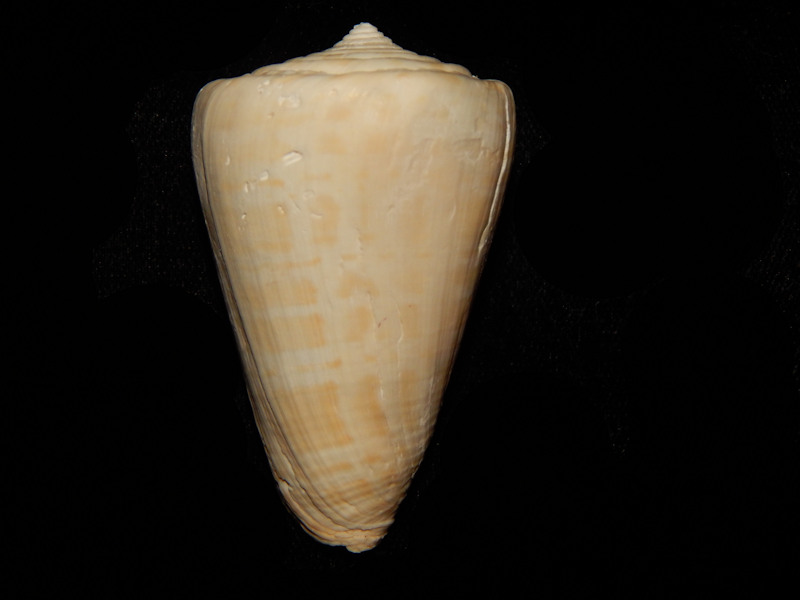 Florida Seashells and Fossils, Quality Florida Fossil Sea Shells