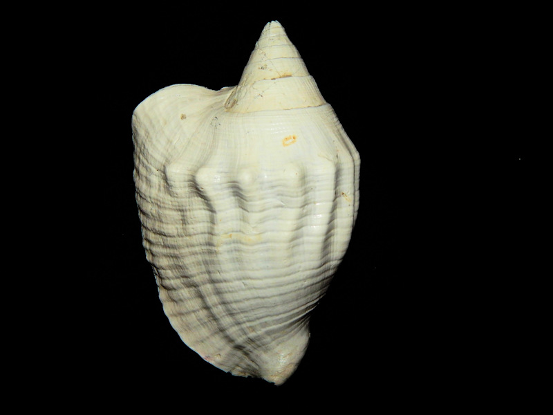 Strombidae : Florida Seashells and Fossils|, Specimen Shells and Fossil ...