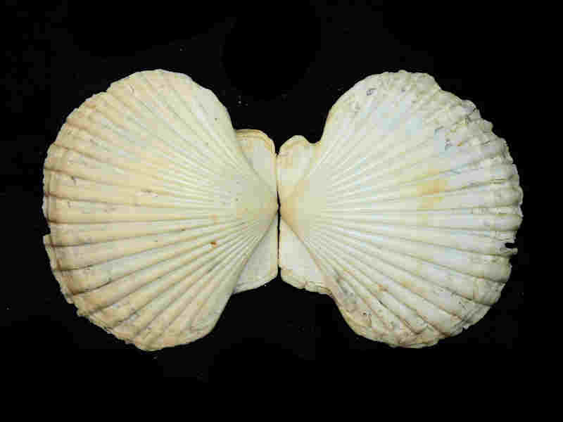 (image for) Carolinapecten eboreus darlingtonensis 4 7/8” or 124.90mm. "Rare" Lot#17981