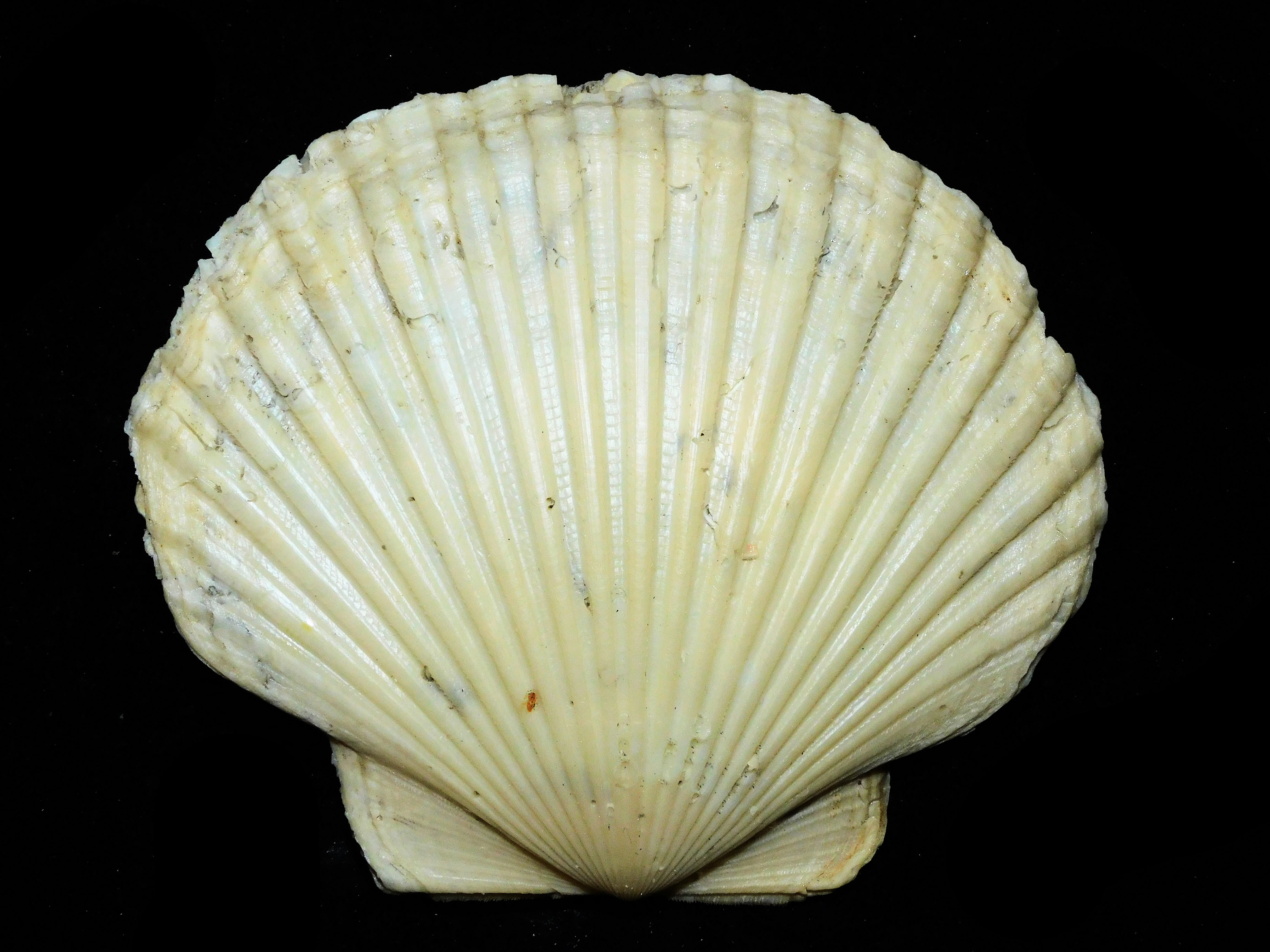 Carolinapecten eboreus darlingtonensis 4 7/8” or 124.90mm. "Rare" Lot#17981
