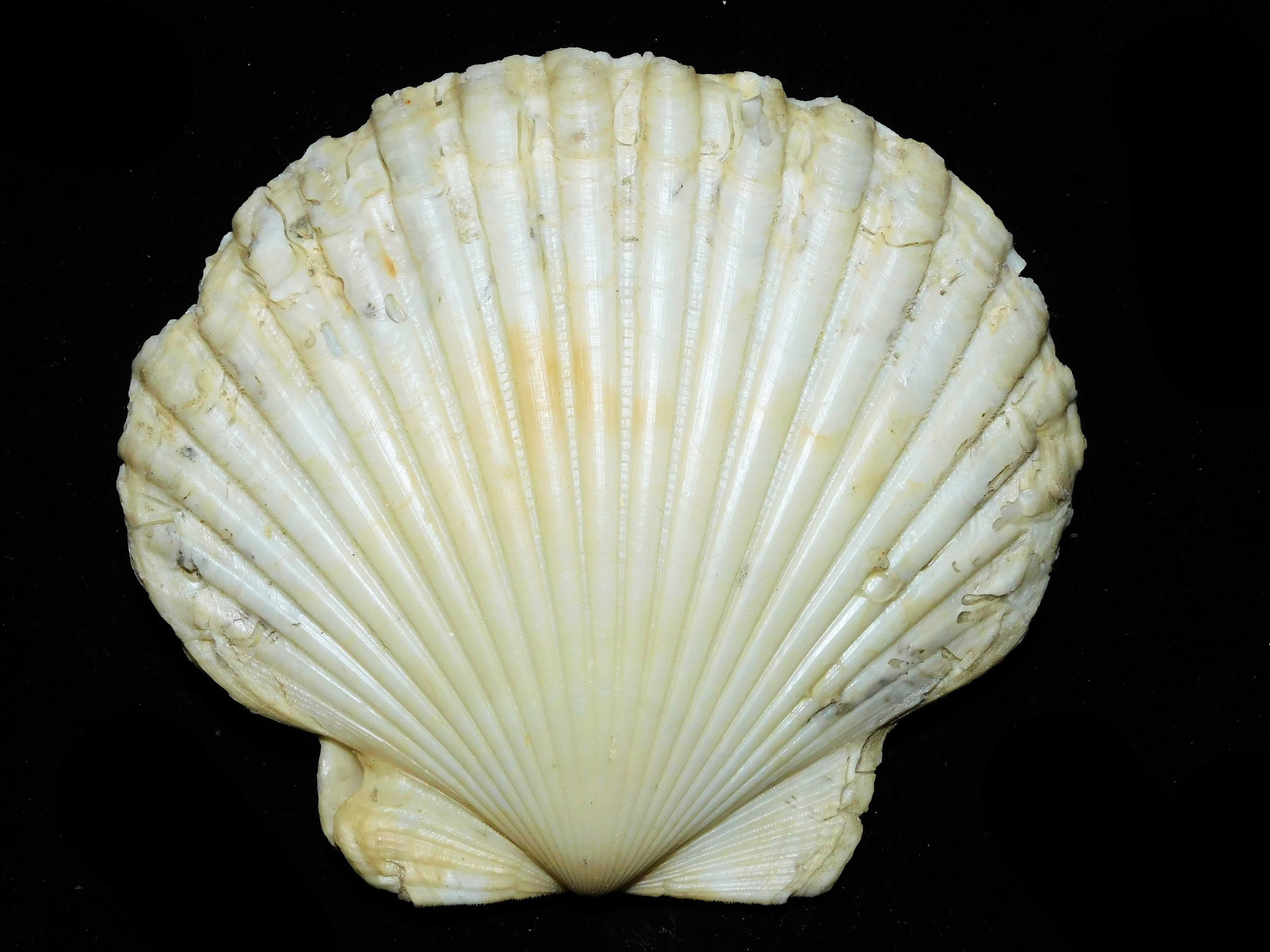 Modal Additional Images for Carolinapecten eboreus darlingtonensis 4 7/8” or 124.90mm. "Rare" Lot#17981
