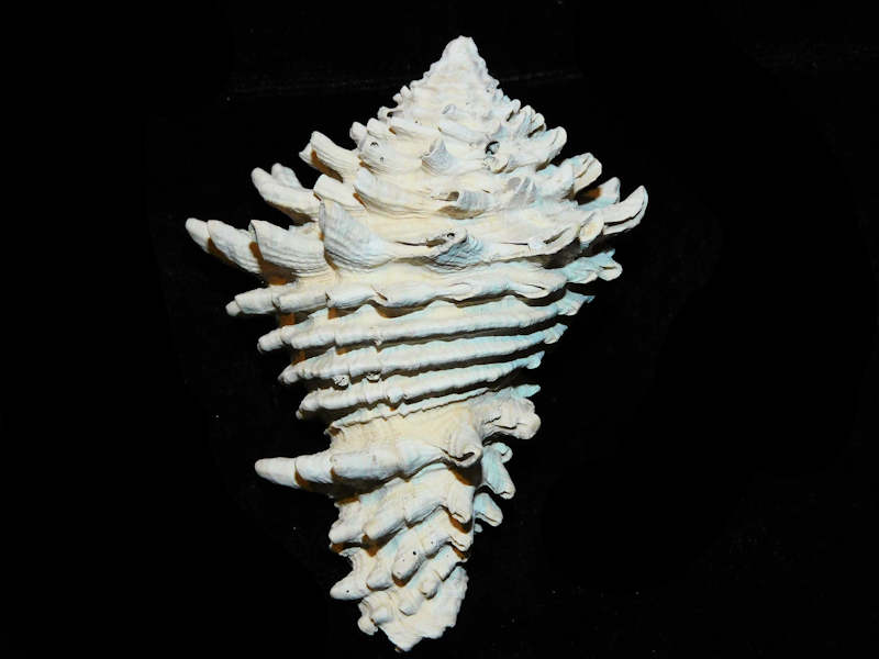 (image for) Hystrivasum horridum 3 ¾” or 93.88mm."Brantley Pit" Lot#17924
