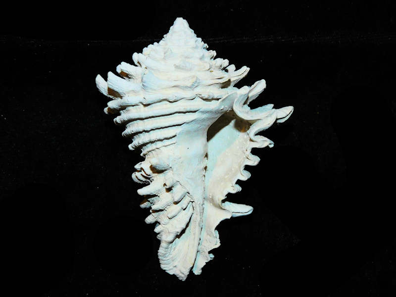 Modal Additional Images for Hystrivasum horridum 3 ¾” or 93.88mm."Brantley Pit" Lot#17924
