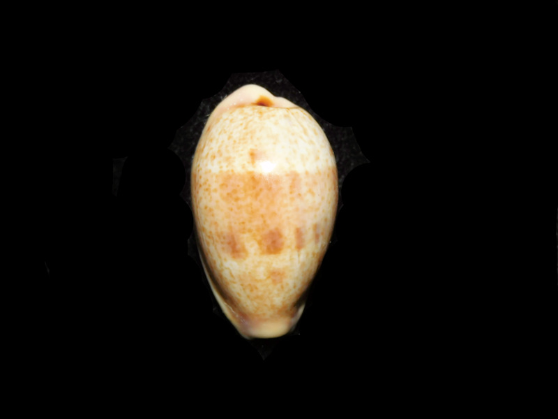 (image for) Contradusta bregeriana 24.86mm. "New Caledonia" LOT#901301JB