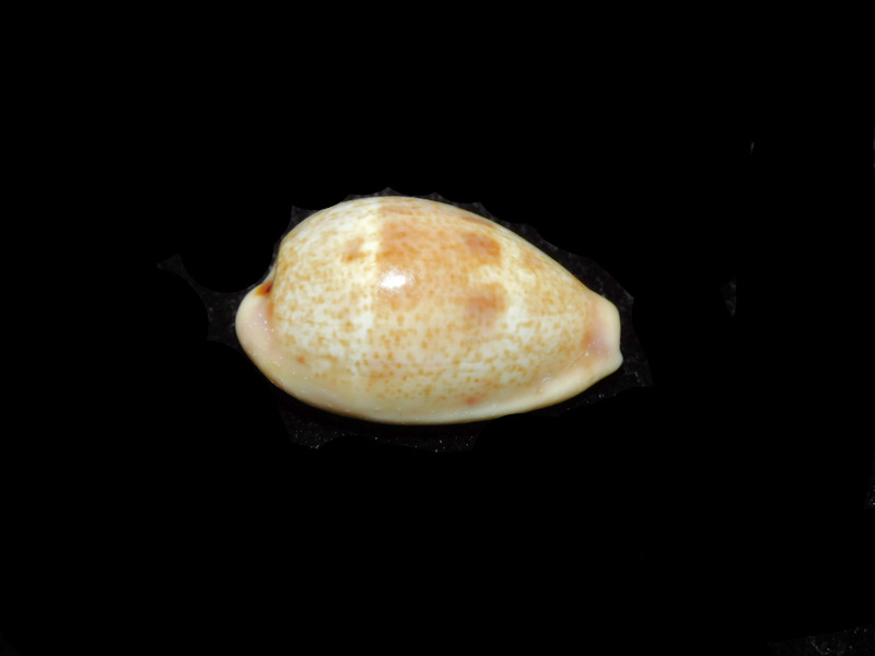 Contradusta bregeriana 24.86mm. "New Caledonia" LOT#901301JB